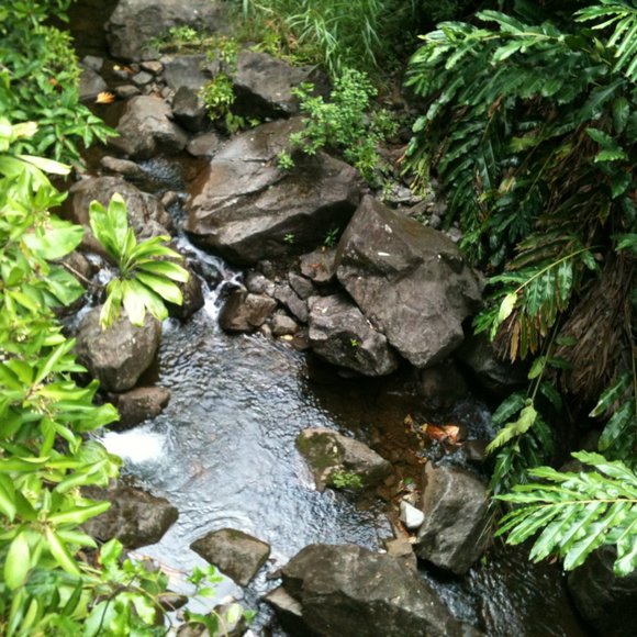 🌴 THE ROAD TO HANA IN MAUI - Picture 7 of 7